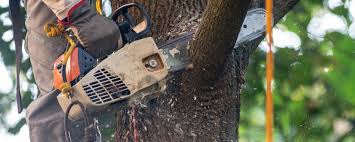 Best Lawn Pest Prevention  in Appalachia, VA