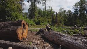 Best Tree Disease Treatment  in Appalachia, VA