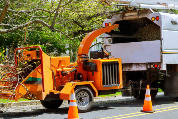 Best Seasonal Cleanup (Spring/Fall)  in Appalachia, VA