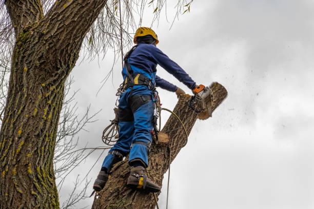 Best Tree Fertilization  in Appalachia, VA