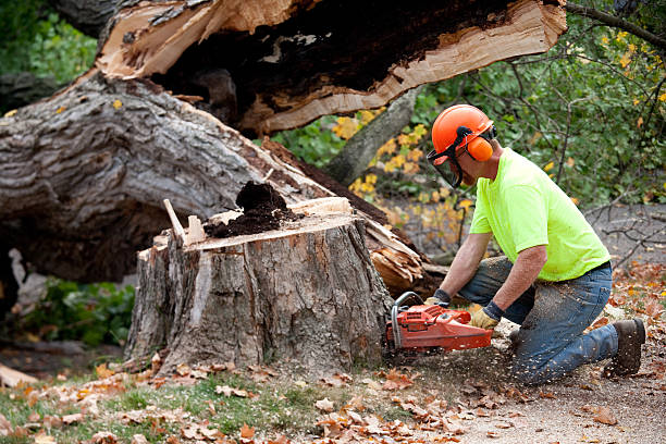 Best Hazardous Tree Removal  in Appalachia, VA