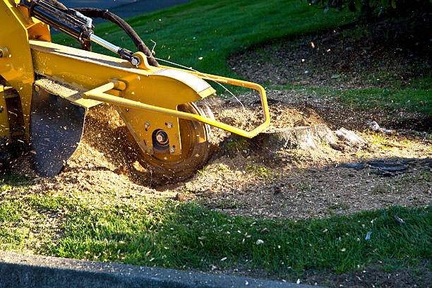 Best Tree Cabling and Bracing  in Appalachia, VA